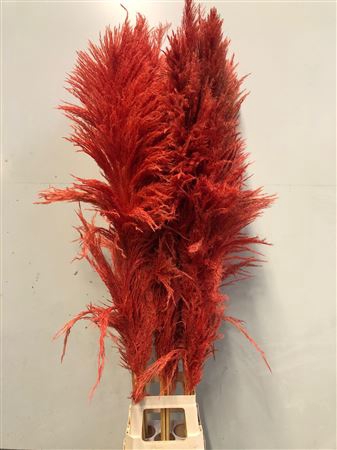 Cortaderia Orange