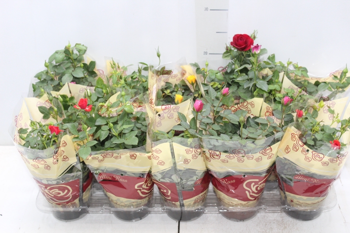 <h4>ROSEIRA MINI P11</h4>