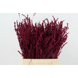 DF Lavender Bs Erica