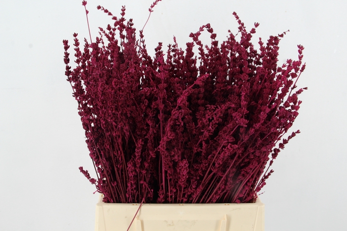 DF Lavender Bs Erica