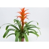 GUZMANIA SKARLATINA P14