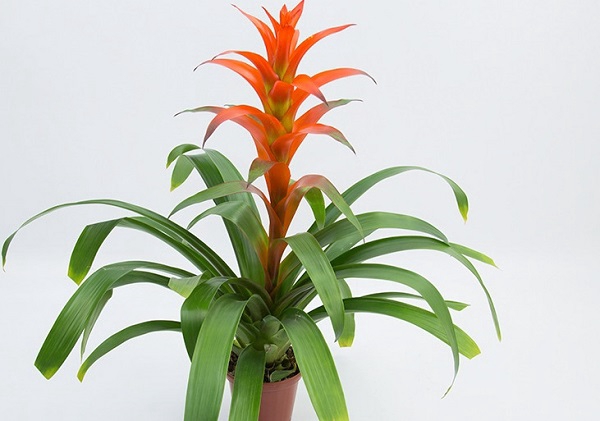 GUZMANIA SKARLATINA P14
