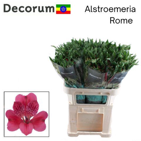 <h4>Alstr Rome Eth 75cm</h4>