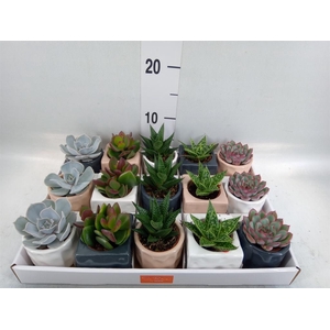 Succulents   ...mix 5