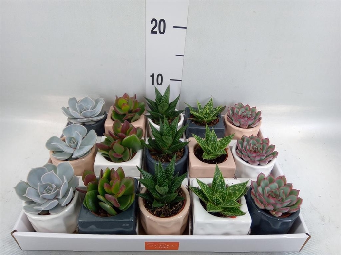<h4>Succulents ...mix 5</h4>