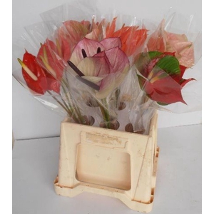 Anthurium andr.   ...mix