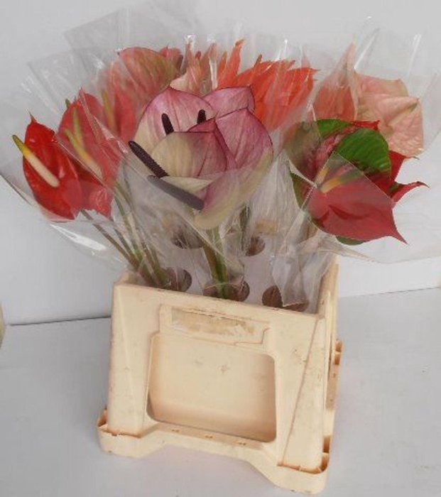 <h4>Anthurium andr. ...mix</h4>