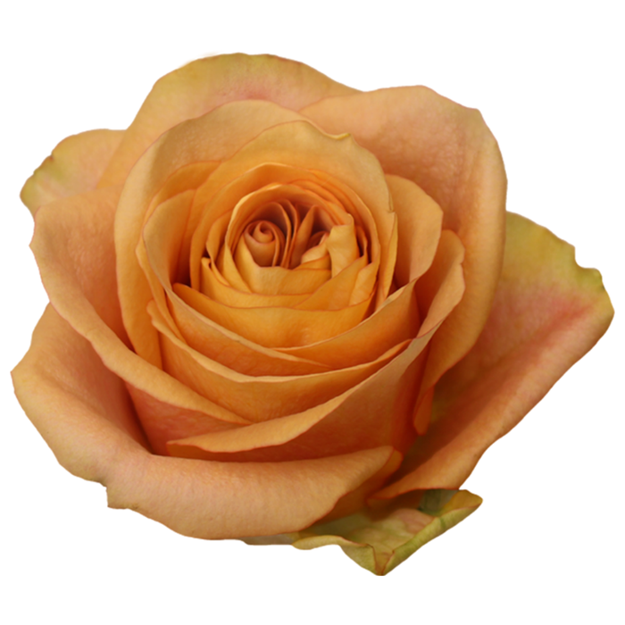 <h4>R GR SYMBOL</h4>