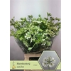 Orlaya Grandfl White