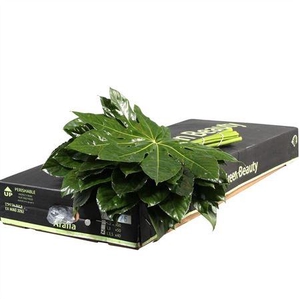 ARALIA 35 CM G.BEAUTY