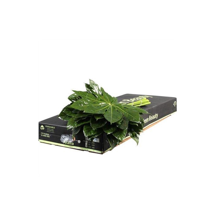 <h4>ARALIA 35 CM GB</h4>