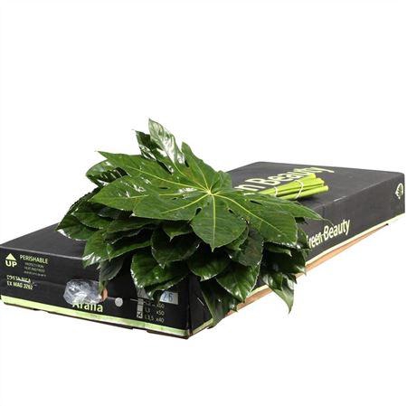 ARALIA 35 CM GR. BEAUTY