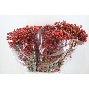 Rosa Starberry P Bunch