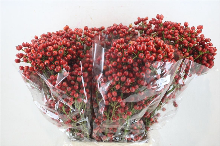 <h4>Rosa Starberry P Bunch</h4>