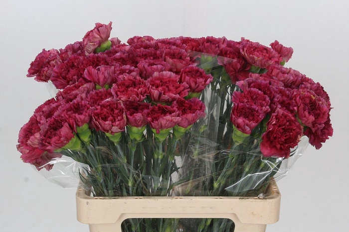<h4>Dianthus St Aglianico</h4>