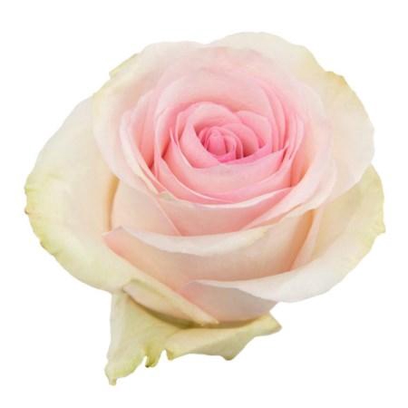 <h4>R GR LORRAINE</h4>