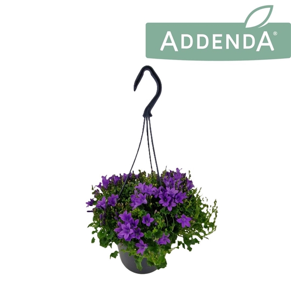 <h4>Campanula Ambella Intense Purple 15 cm Hangpot</h4>