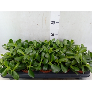 Crassula ovata 'Sunset'