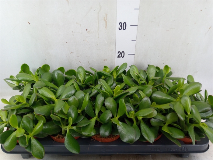 <h4>Crassula ovata 'Sunset'</h4>