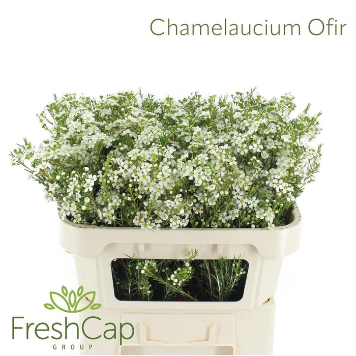 <h4>CHAMELAUCIUM UNCI. 'OFIR'</h4>