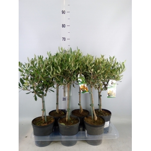 Olea europaea