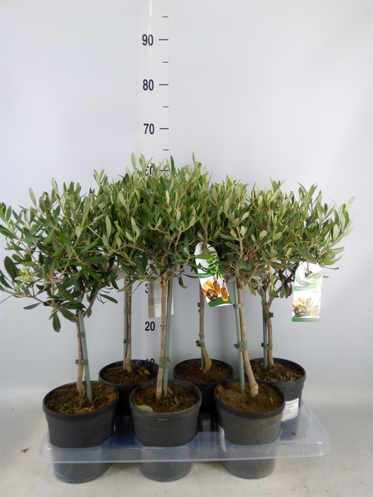 <h4>Olea europaea</h4>