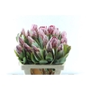 Protea Sharonet