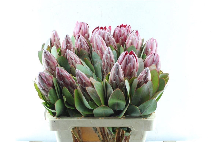 <h4>Protea Sharonet</h4>