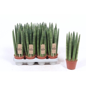 Sansevieria cylindrica overig Straight SAST10TF