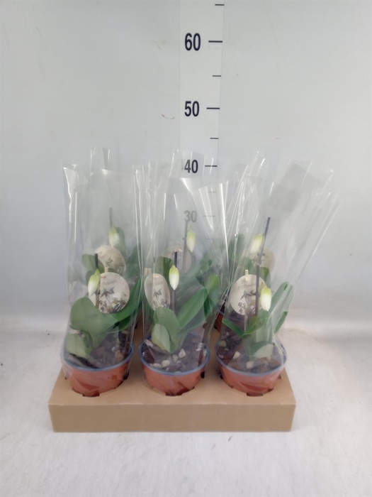 <h4>Paphiopedilum   ...</h4>