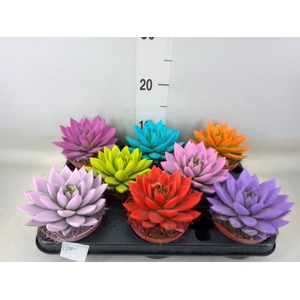 Echeveria  'Miranda'