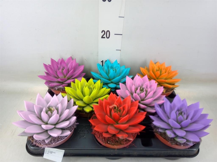 <h4>Echeveria  'Miranda'</h4>