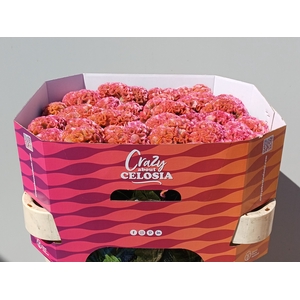 CEL C PINK DELIGHT