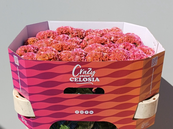 <h4>CEL C PINK DELIGHT</h4>