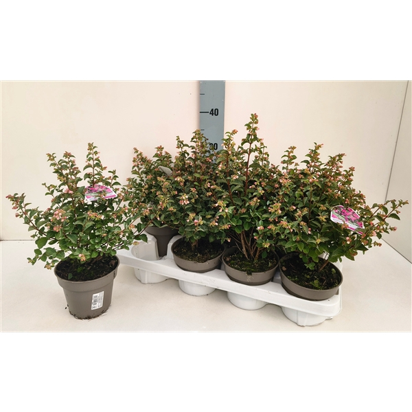 <h4>Symphoricarpos Magical Sweet 13T</h4>