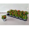 Begonia Semperflorens Grp overig