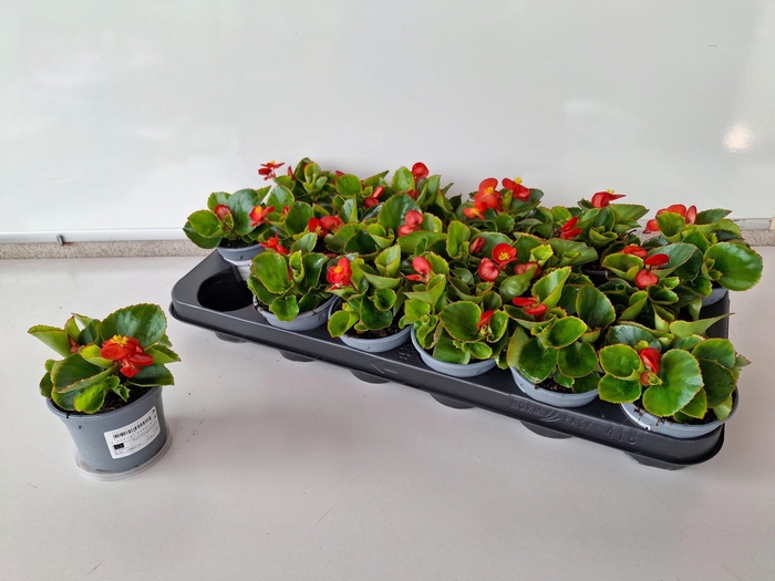 Begonia Semperflorens Grp overig