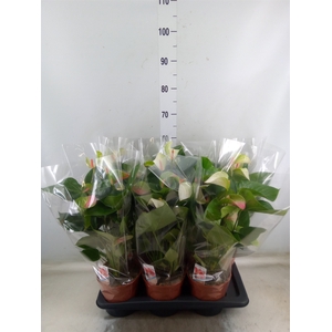 Anthurium andr. 'Fantasy Love'