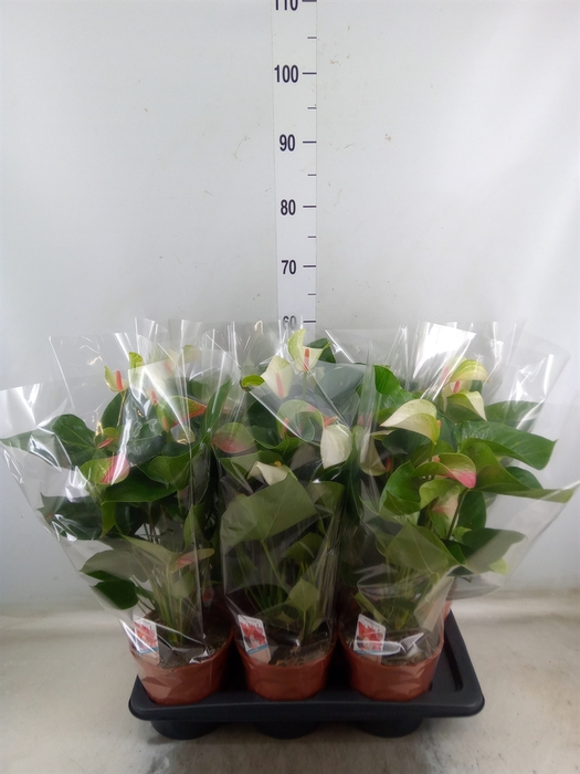 <h4>Anthurium andr. 'Fantasy Love'</h4>