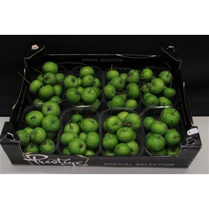 APPEL MALUS GROEN X8