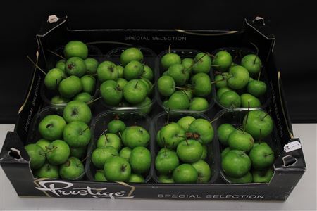 <h4>APPEL MALUS GROEN X8</h4>