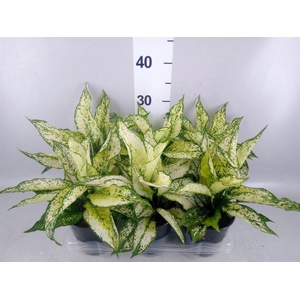 Aglaonema  'White Kiwi'