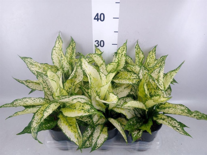 <h4>Aglaonema  'White Kiwi'</h4>