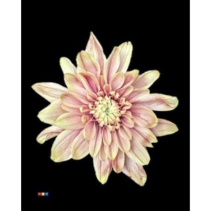 Chr T 2 Kl Baltica Purple Rain