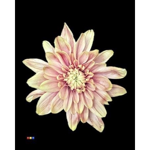 Chr T 2 Kl Baltica Purple Rain