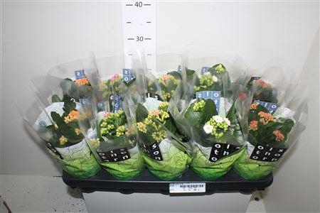 <h4>Kal Ge Gem 5 Kl</h4>