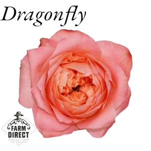 R GR DRAGONFLY