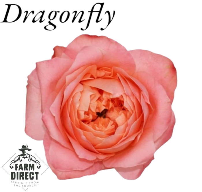 <h4>R GR DRAGONFLY</h4>