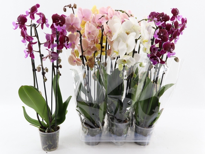 <h4>PHAL EL CASCADE</h4>