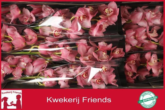 <h4>CYMB T GEISHA GIRL</h4>